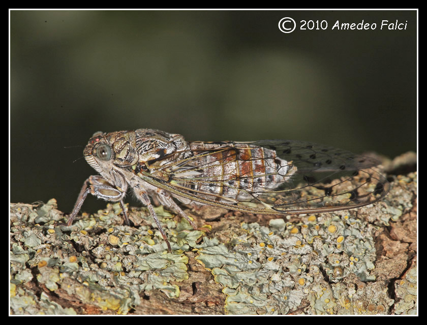 Cicadidae siciliano da ID.....Cicada orni